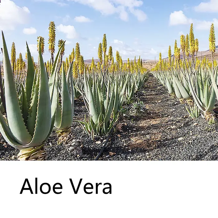 Shampooing Solide Hydratant à l'Aloe Vera, Savon Nettoyant en Profondeur aux Extraits de Plantes et Soin Capillaire