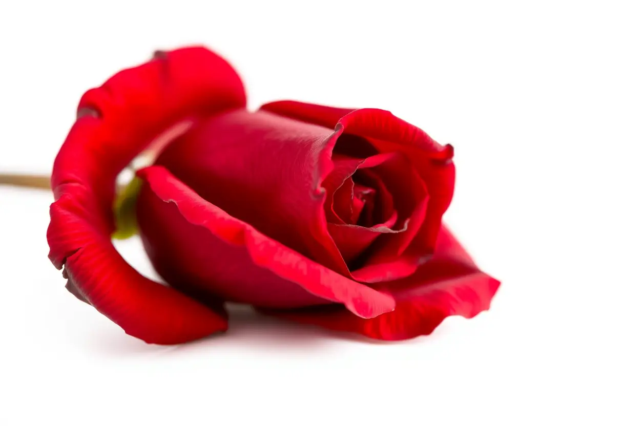 Un pédoncule de rose rougeoyant sur fond blanc
