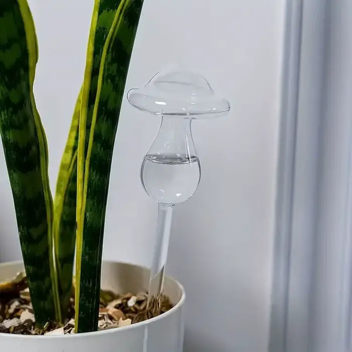 Arrosage des plantes en verre